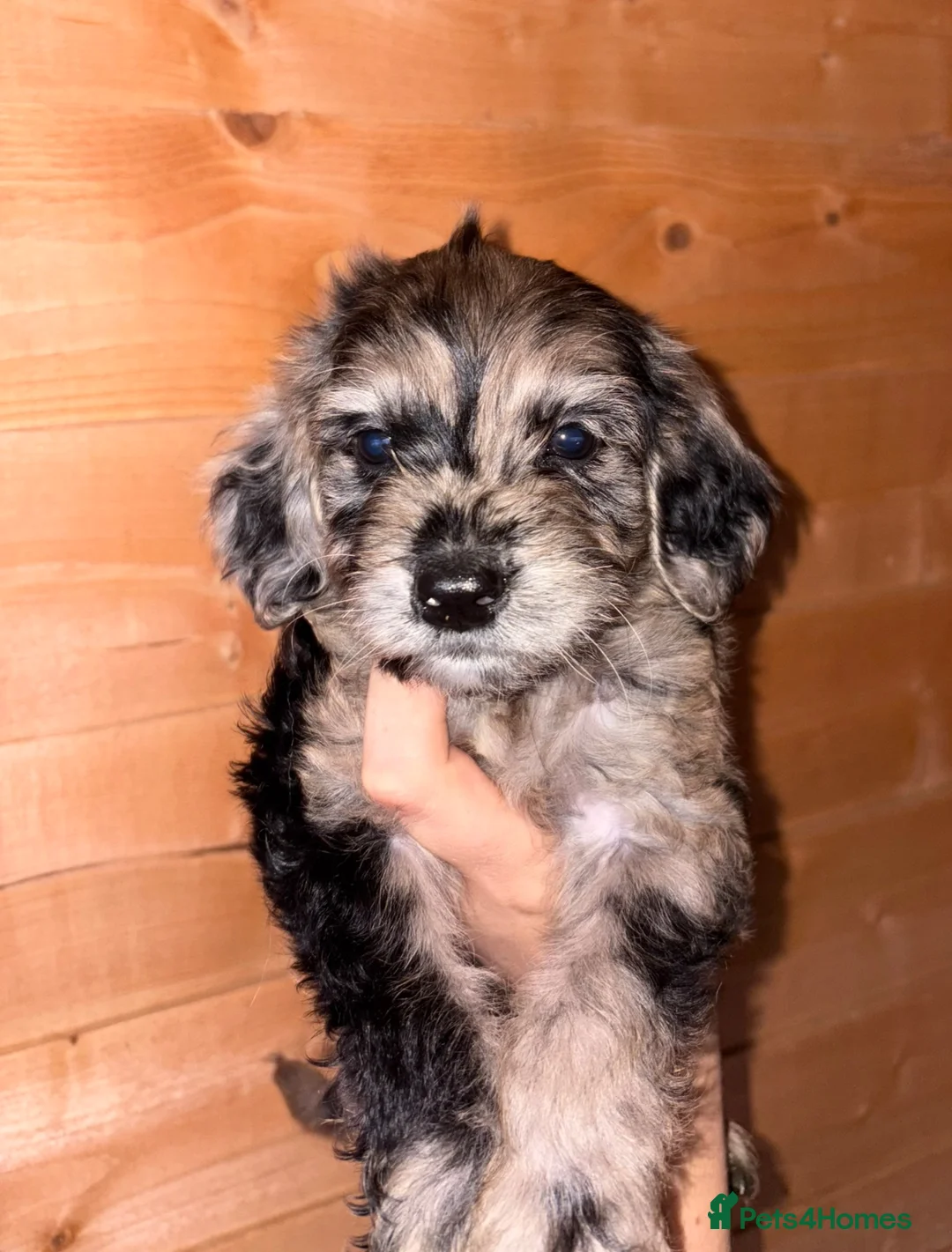 Cockapoo dogs for sale: Gorgeous cockapoo puppies  - Advert 8