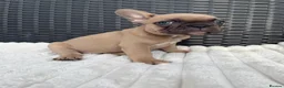 French Bulldog dogs for sale: 2 GIRLS LEFT REDUCED - French Bulldog Puppies 💕 - Advert 13