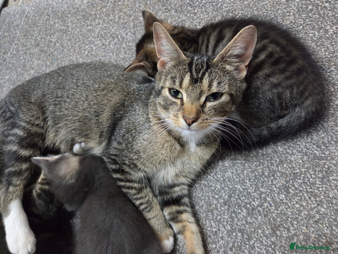 Mixed Breed cats for sale: Beautiful kittens  - Image 10