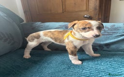 Whippet dogs for sale: 8 WHIPPET PUPPIES   - Image 7