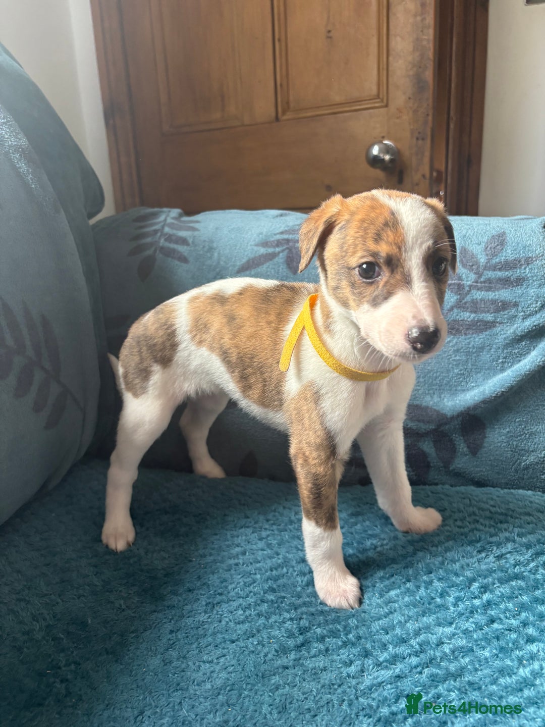 Whippet dogs for sale: 8 WHIPPET PUPPIES   - Image 7