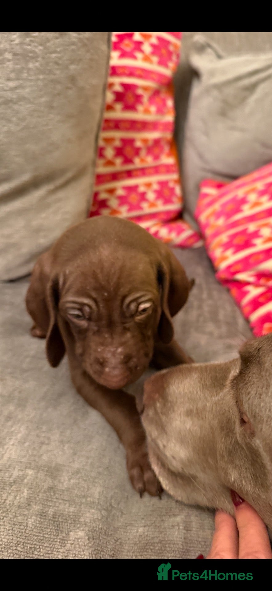 Mixed Breed dogs Stunningly beautiful Vizmaranas  - Advert 16