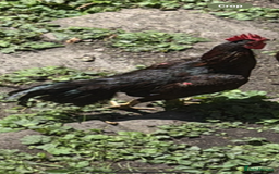 Chickens poultry for sale: Bengum Aseel rooster pakistani begum - Image 7