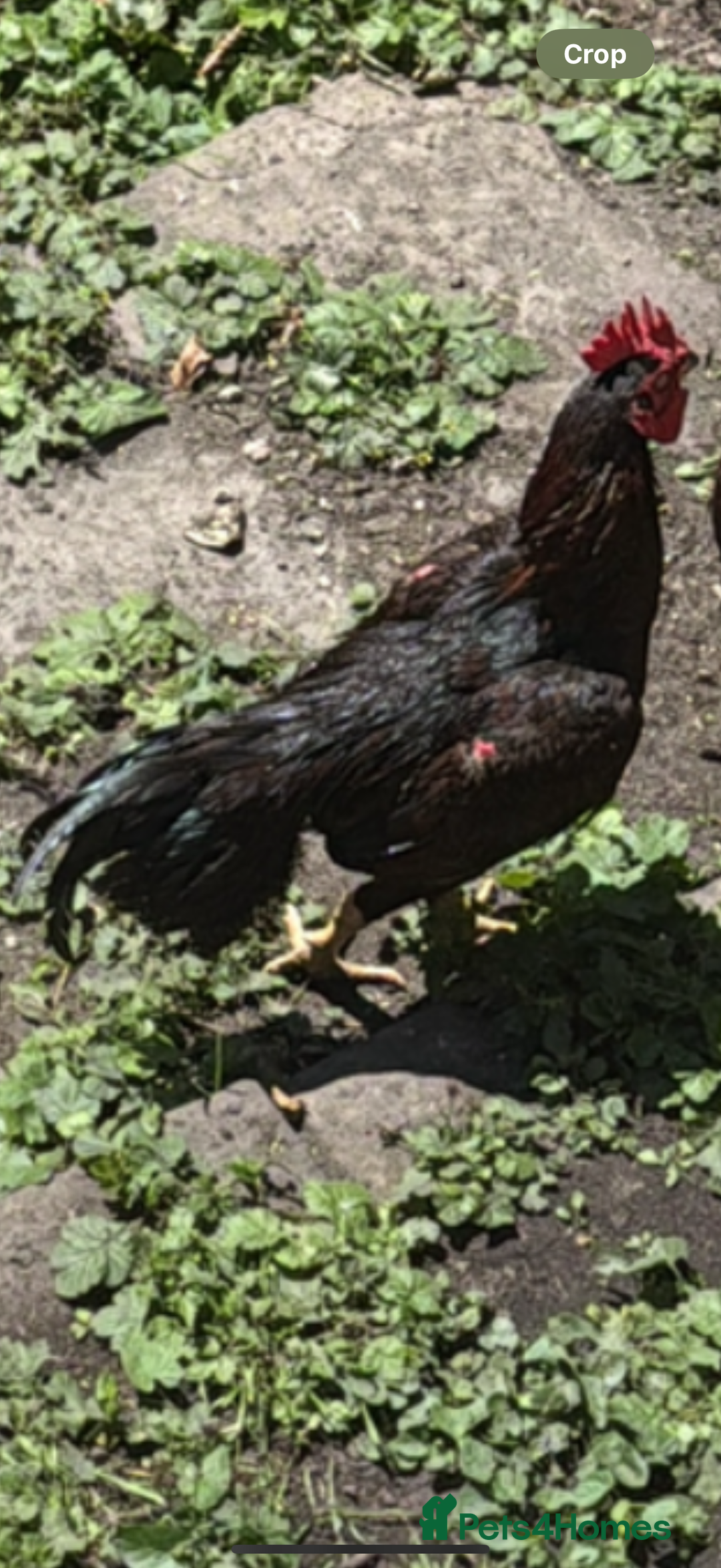 Chickens poultry for sale: Bengum Aseel rooster pakistani begum - Image 7