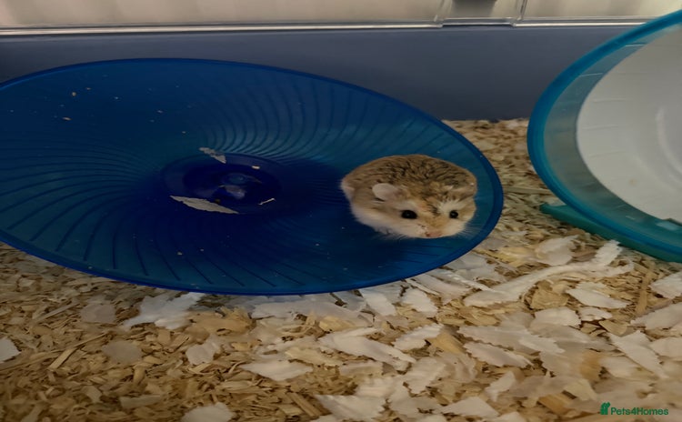 Hamster rodents - Advert 1