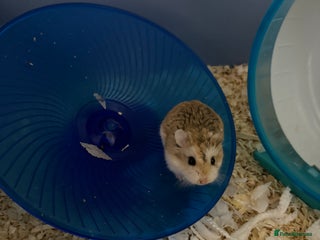 Hamster rodents - Advert 20