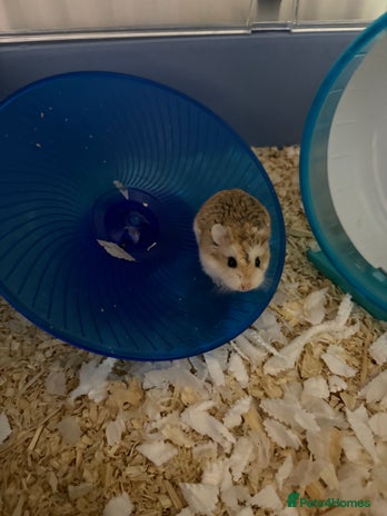 Hamster rodents - Advert 11