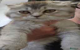 Scottish Fold cats for sale: READY NOW SCOTTISH FOLDS in Southampton - Image 16