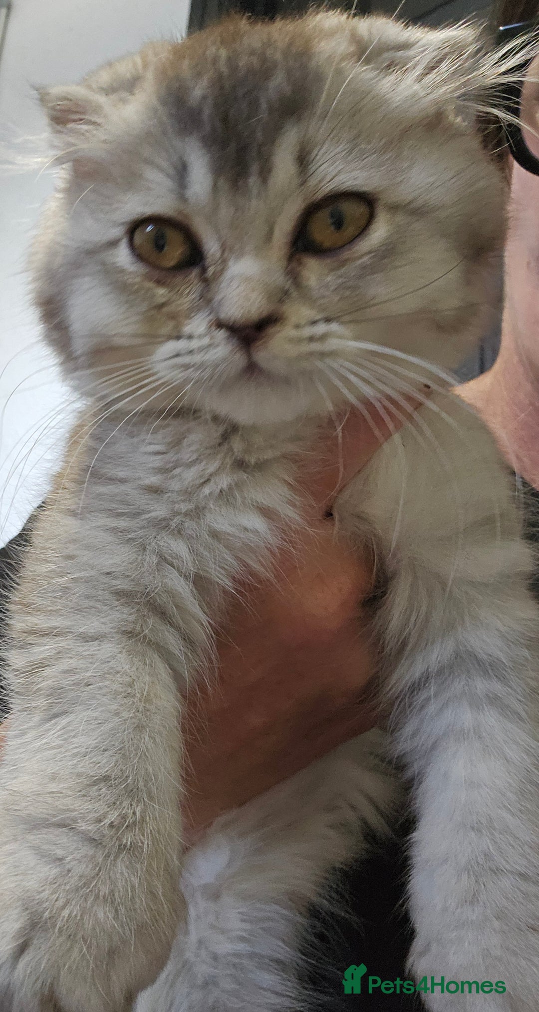 Scottish Fold cats for sale: READY NOW SCOTTISH FOLDS in Southampton - Image 16