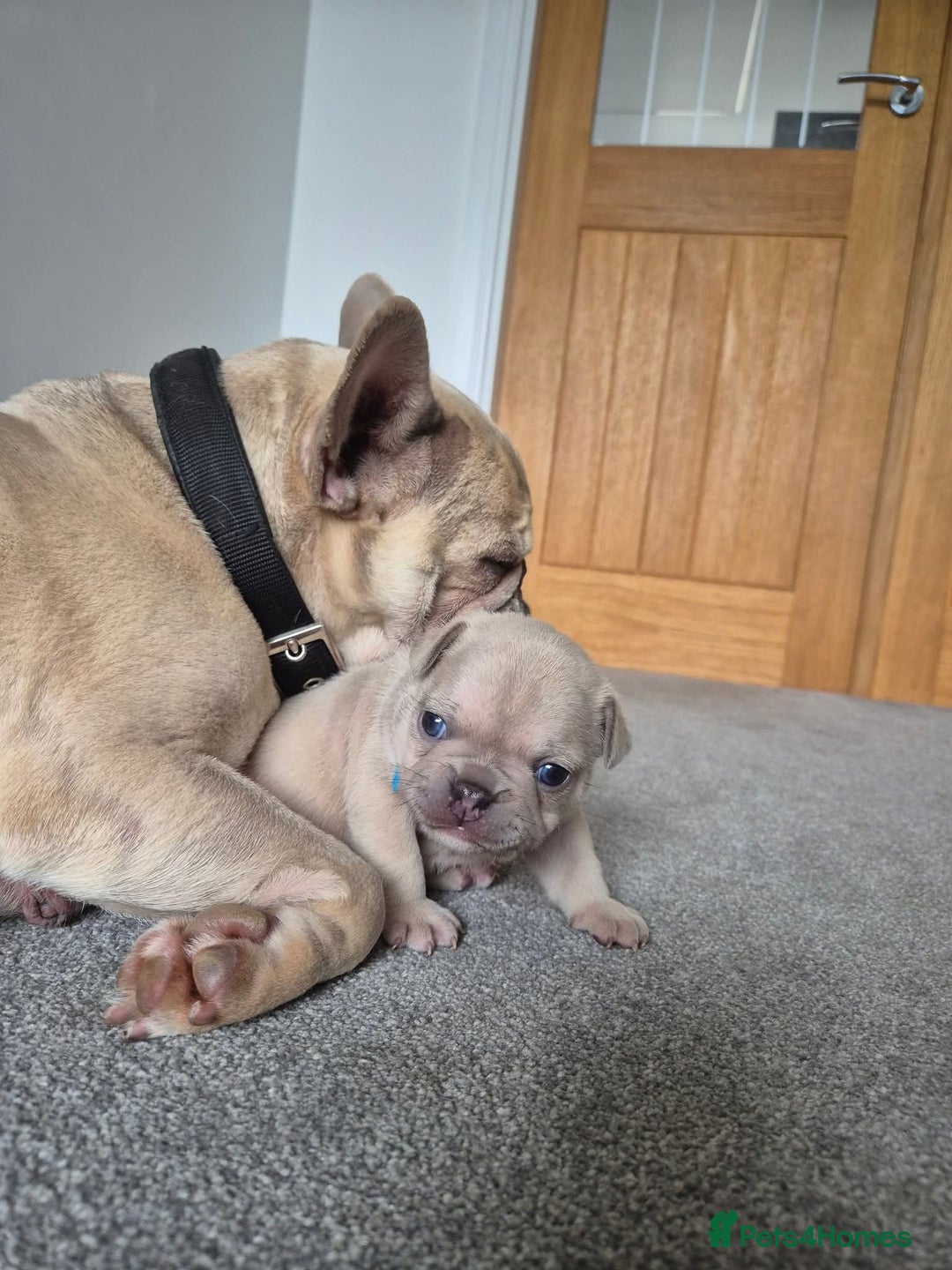 French Bulldog dogs for sale: French bulldog  - Image 2