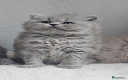 British Longhair cats for sale: GCCF Longhair Show Quality Champion! - Image 7