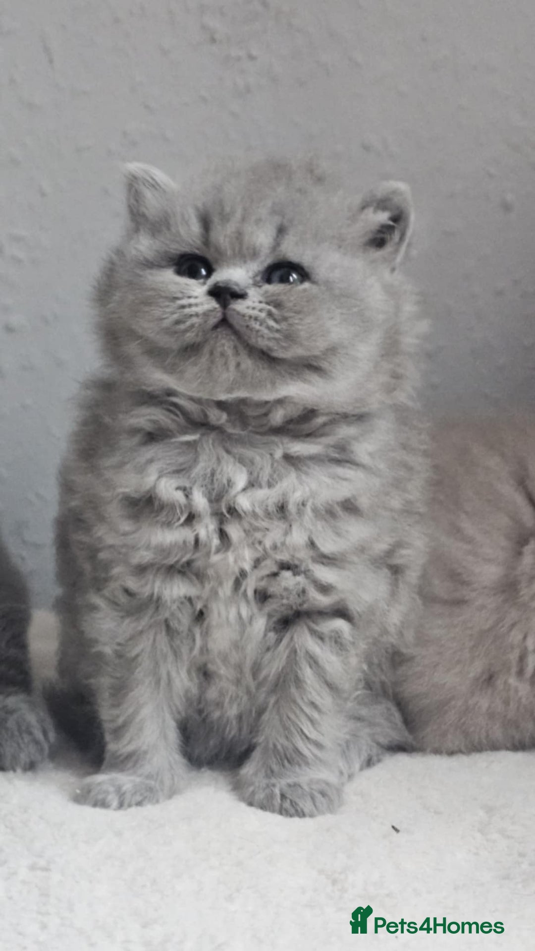 British Longhair cats for sale: GCCF Longhair Show Quality Champion! - Image 7