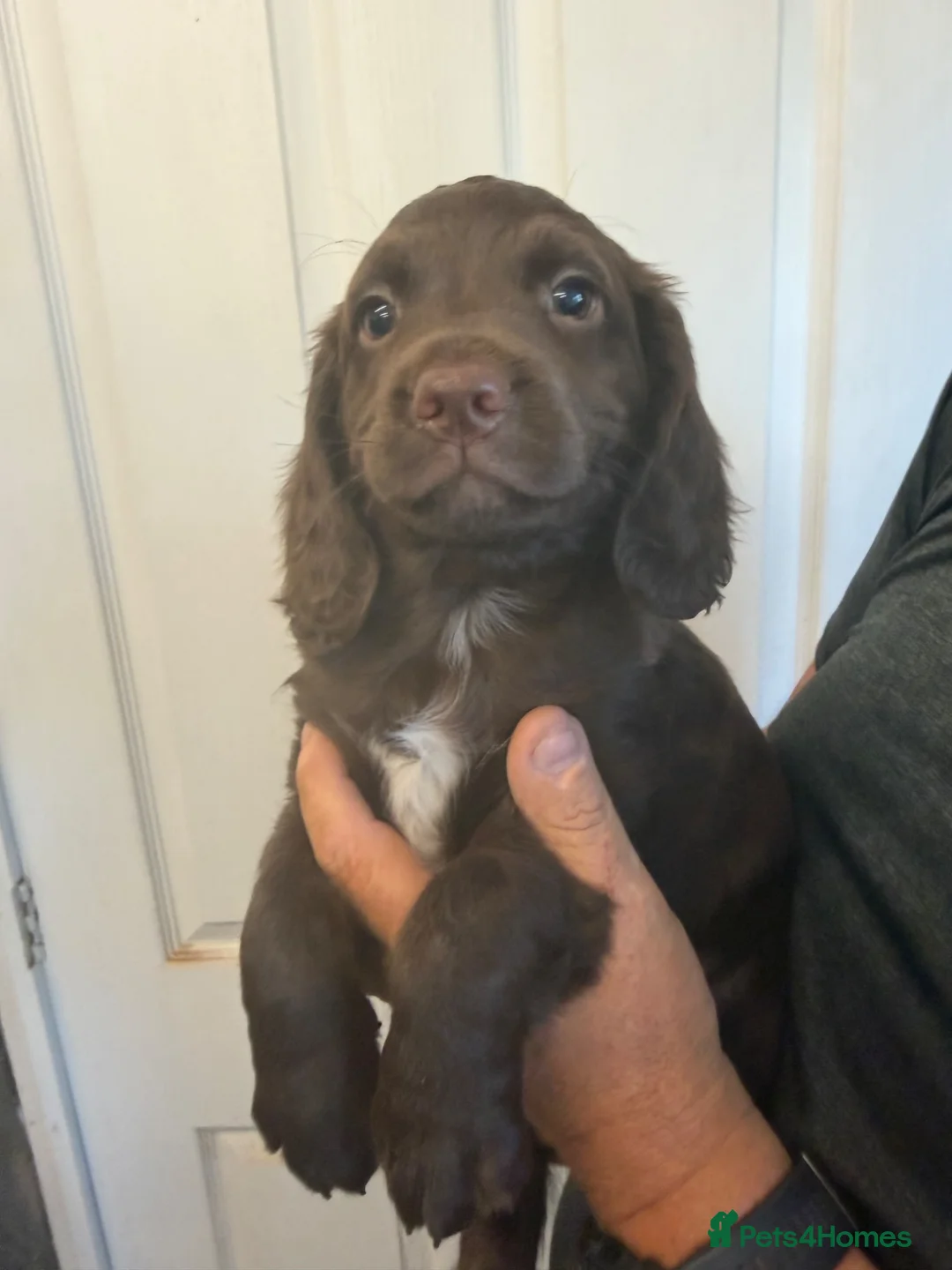 Sprocker dogs for sale: Sprocker Spaniel Pups- READY TO GO - Advert 1