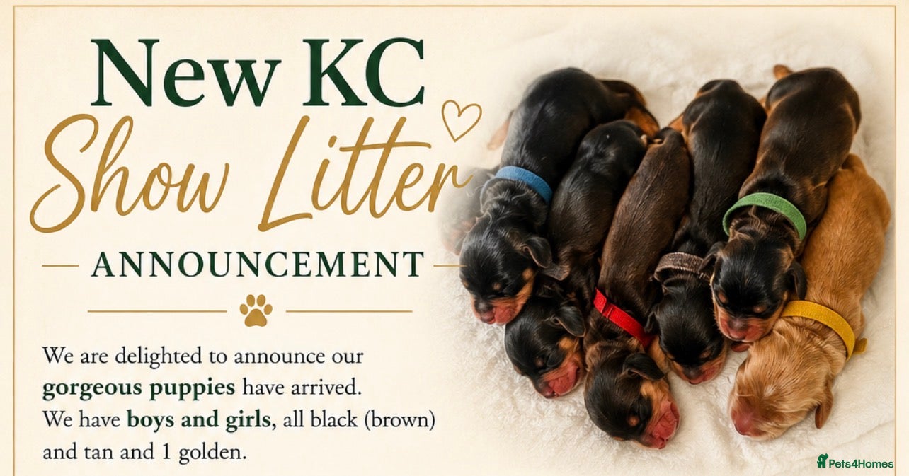 Cocker Spaniel dogs Gorgeous KC Reg Show Cocker Spaniel Pups - Advert 1