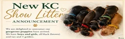 Cocker Spaniel dogs for sale: Only 2 Gorgeous KC Reg Show Cocker Boys available  - Advert 6
