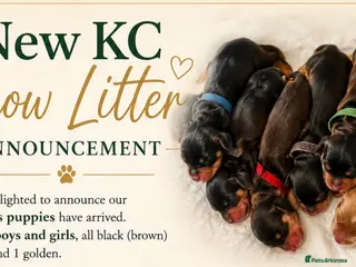 Cocker Spaniel dogs Gorgeous KC Reg Show Cocker Spaniel Pups - Advert 1