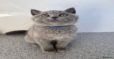 British Shorthair cats - Advert 6