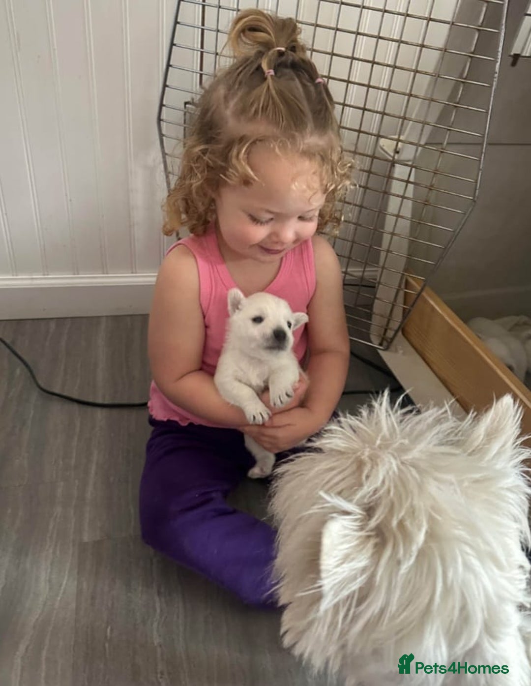 West Highland Terrier dogs for sale: West Highland puppies - Image 6