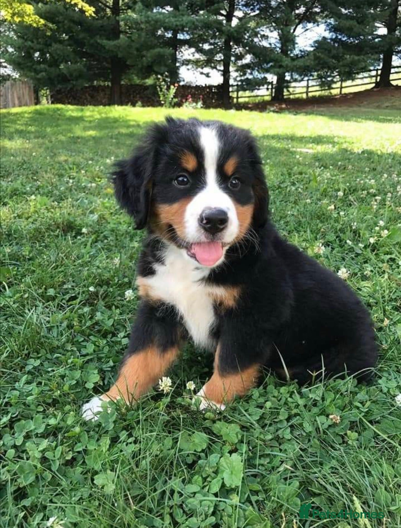 Bernese Mountain Dog dogs Beautiful Burmese Mountain  - Advert 7