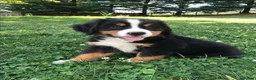 Bernese Mountain Dog dogs for sale: Beautiful Burmese Mountain  - Advert 1