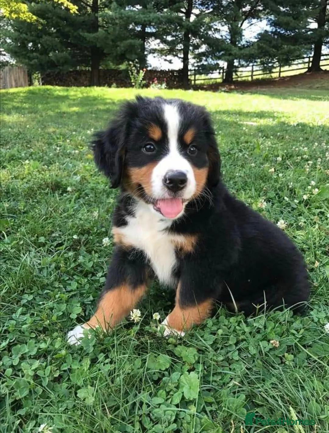 Bernese Mountain Dog dogs for sale: Beautiful Burmese Mountain  - Advert 1