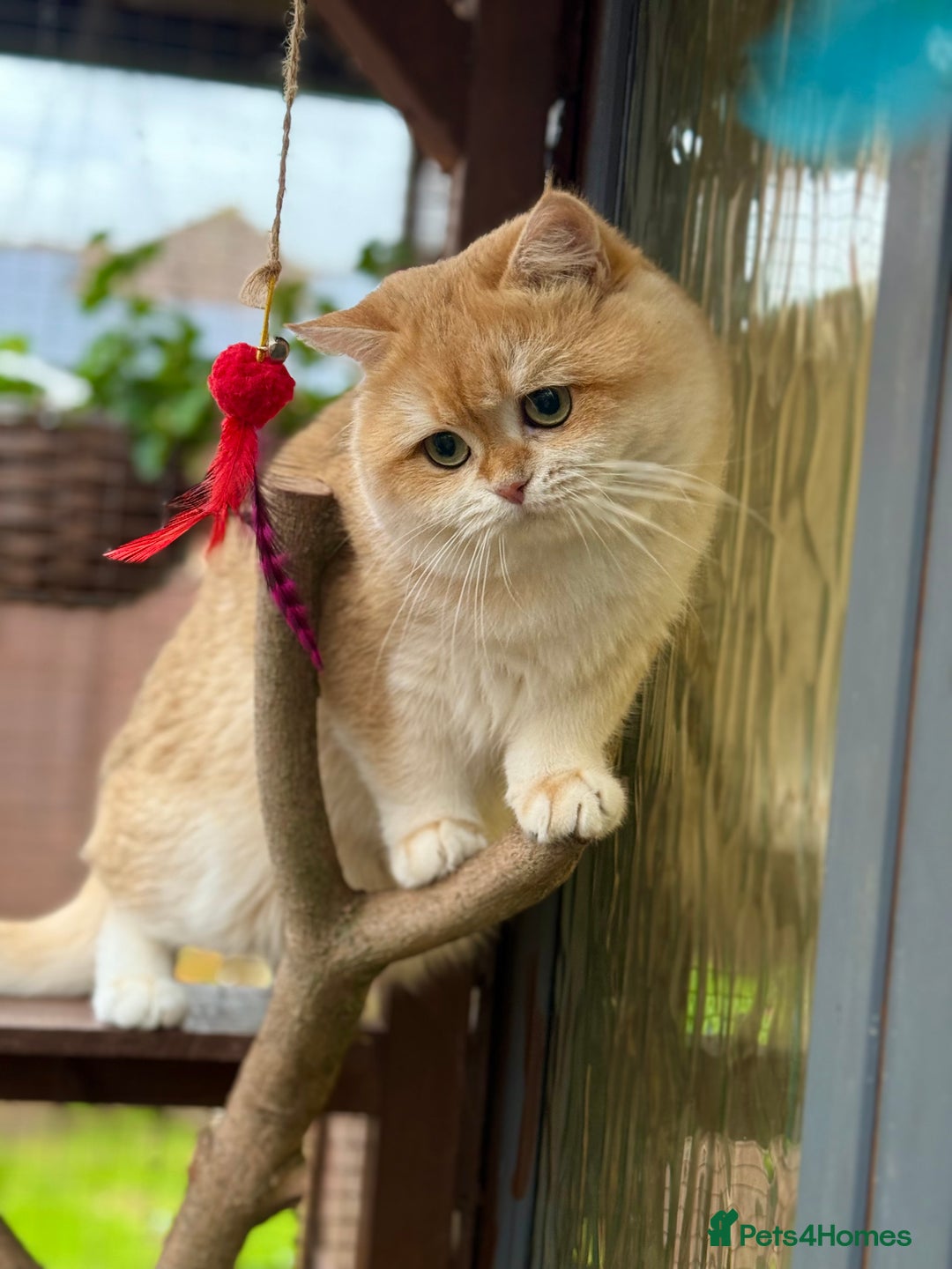 British Shorthair cats for stud: BSH NY12 STUD GCCF and TICA registered  in Ipswich - Advert 3