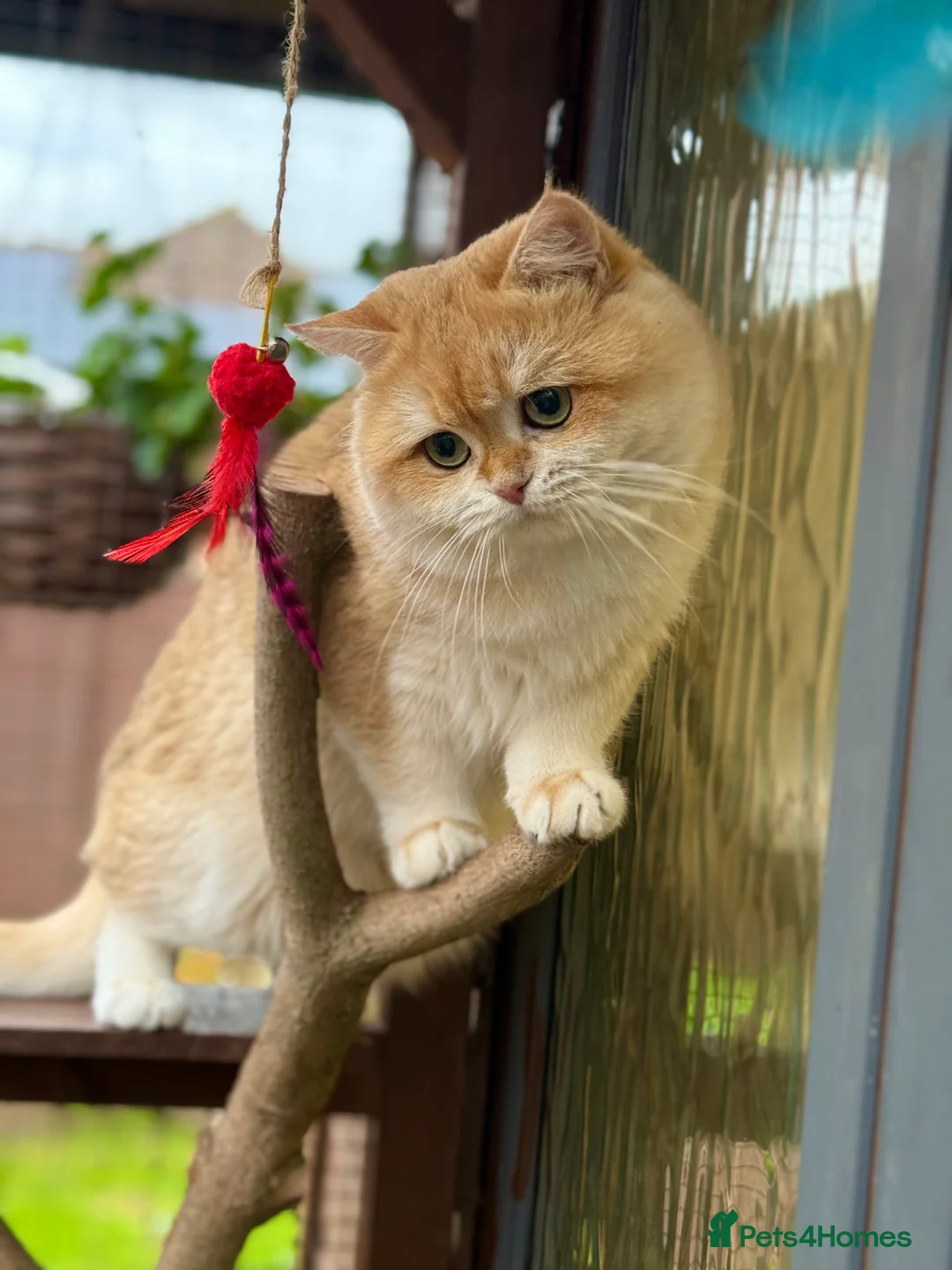 British Shorthair cats for stud: BSH NY12 STUD GCCF and TICA registered  in Ipswich - Advert 3