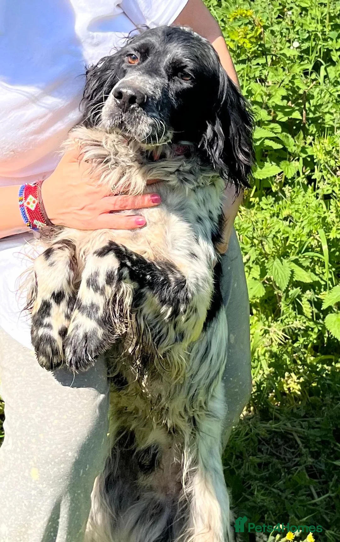 English Setter dogs for adoption: Zeus  in Penryn - Advert 6