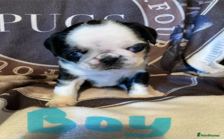 Pug dogs - Advert 3