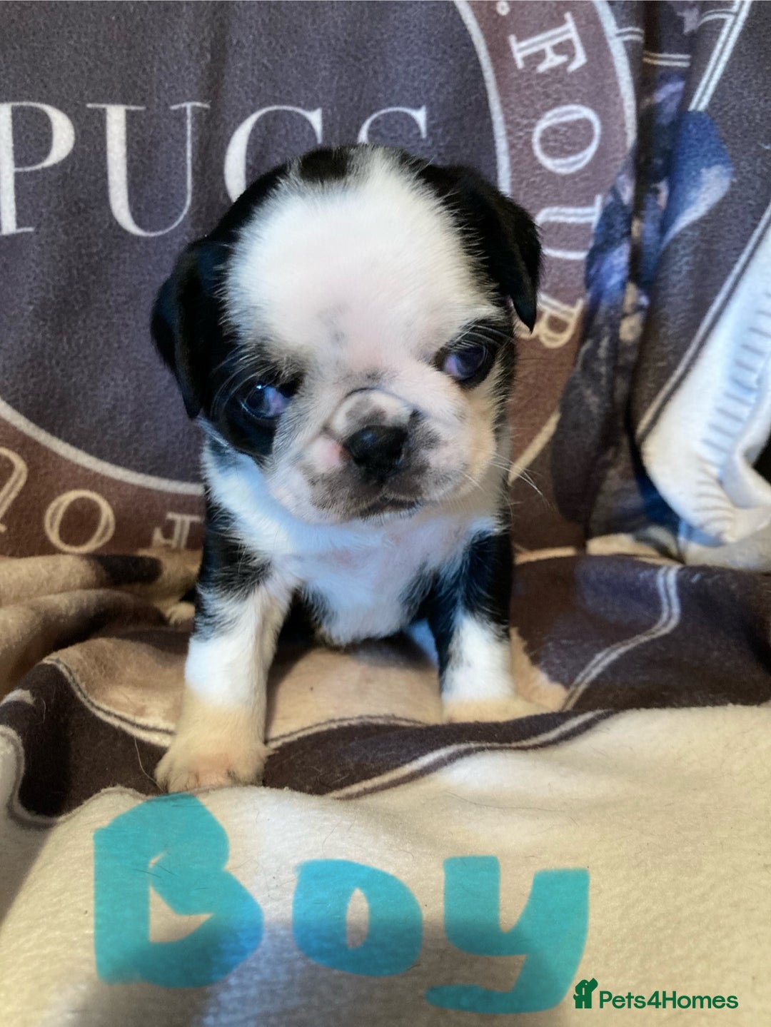 Pug dogs for sale: Stunning pug puppies health tested parents 🐶!!! - Image 1