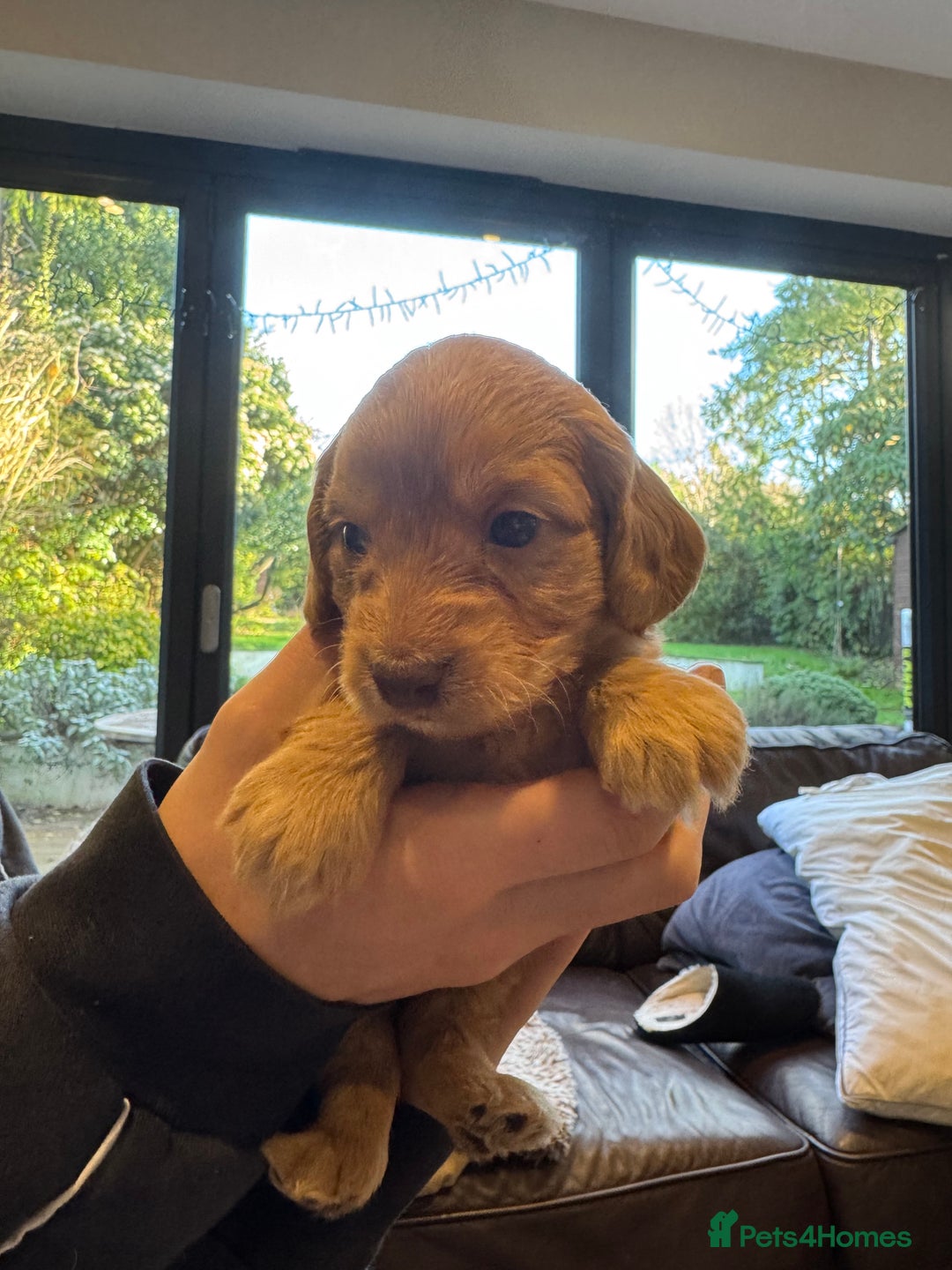 Mixed Breed dogs for sale: Sprockerpoo puppies for sale - Advert 18