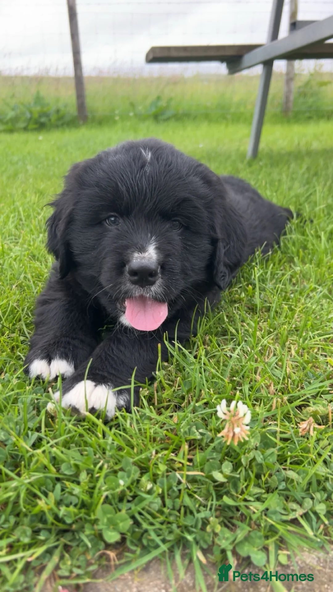 Golden Mountain Dog dogs for sale: Bernese Mountain Dog × Golden Retriever - Advert 2