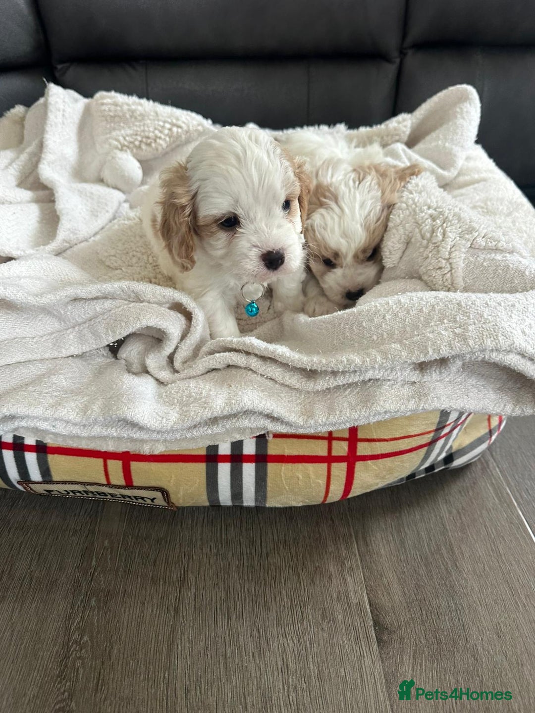 Cavapoo dogs for sale: Cavapoo puppies - Advert 6