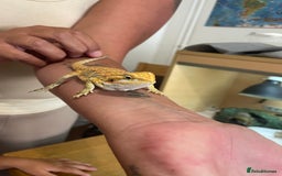 Bearded Dragon reptiles for sale: Bearded dragons  - Image 17