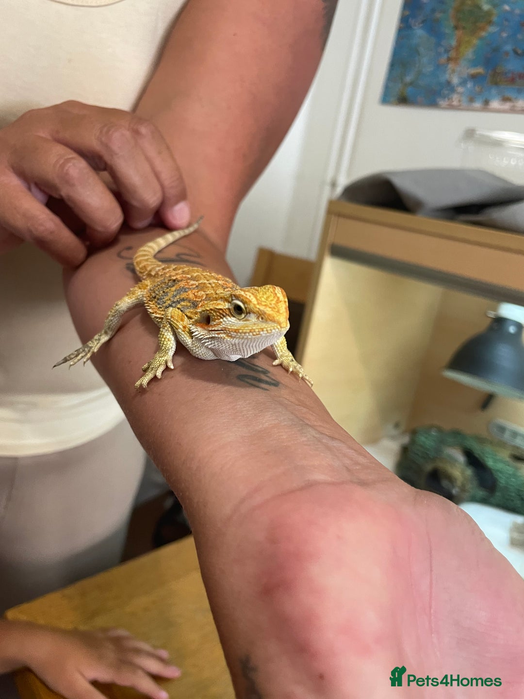 Bearded Dragon reptiles for sale: Bearded dragons  - Image 17