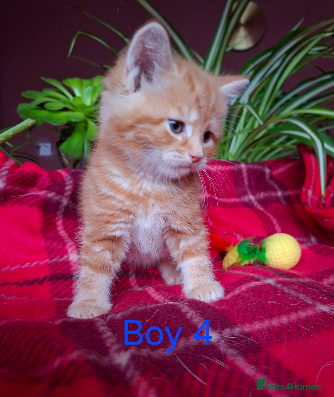 Scottish Fold cats for sale: Adorable Longhair & Shorthair Kittens- Prices Vary - Advert 11
