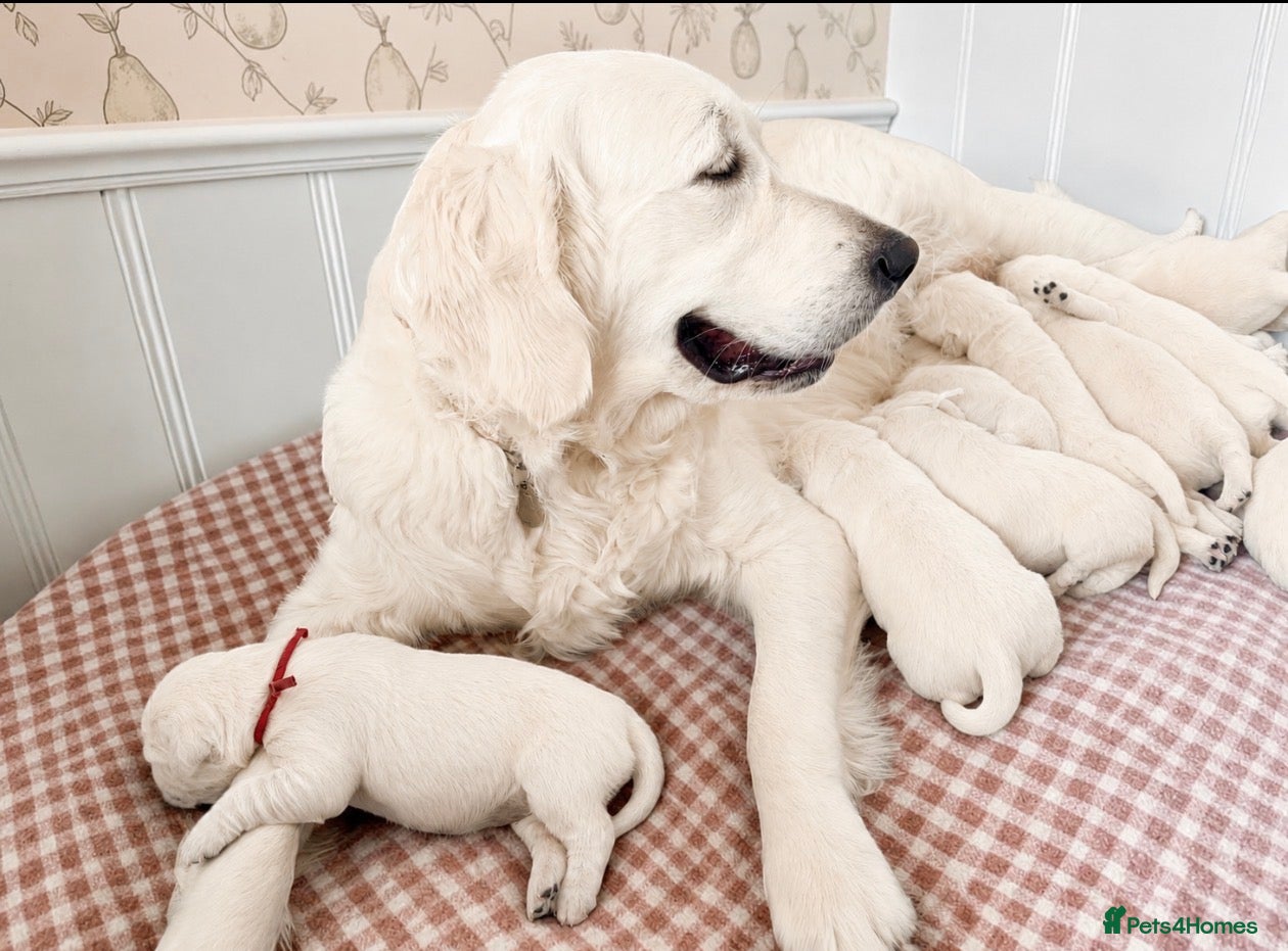 Golden Retriever dogs Impressive Championships ~ Outstanding DNA tested  - Advert 2