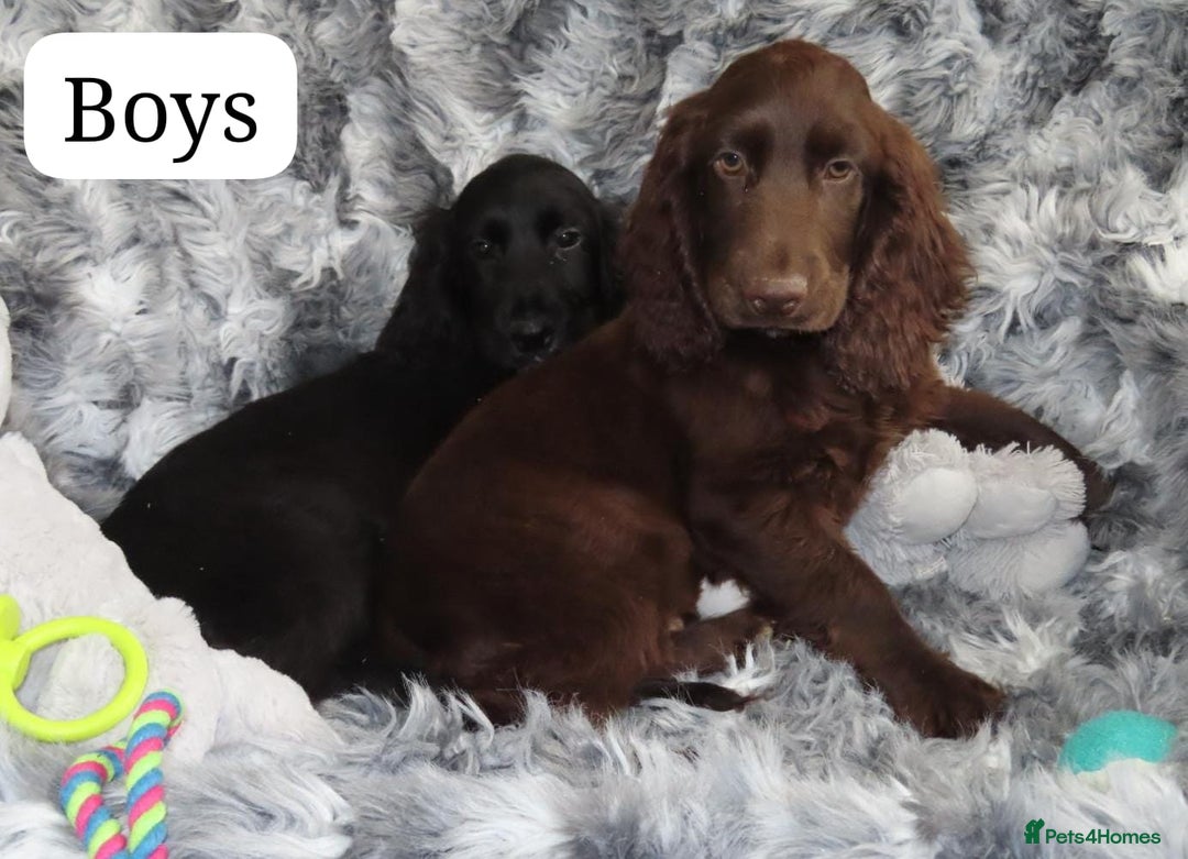 Cocker Spaniel dogs for sale: 🏆BEAUTIFUL COLOURS 🏆 SHOW TYPE COCKER SPANIELS - Image 17