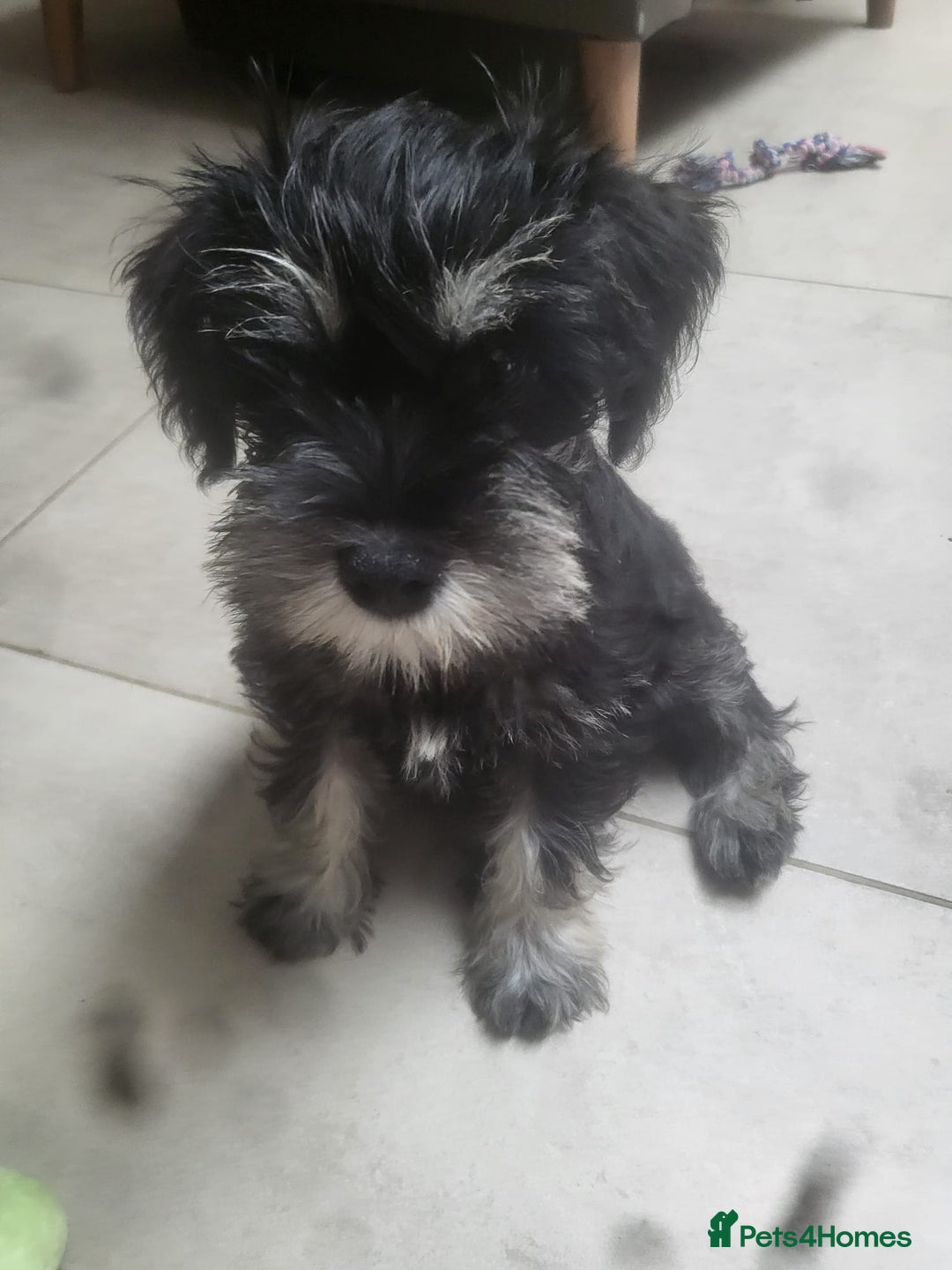 Miniature Schnauzer dogs for sale: One male miniature schnauzer  - Image 3