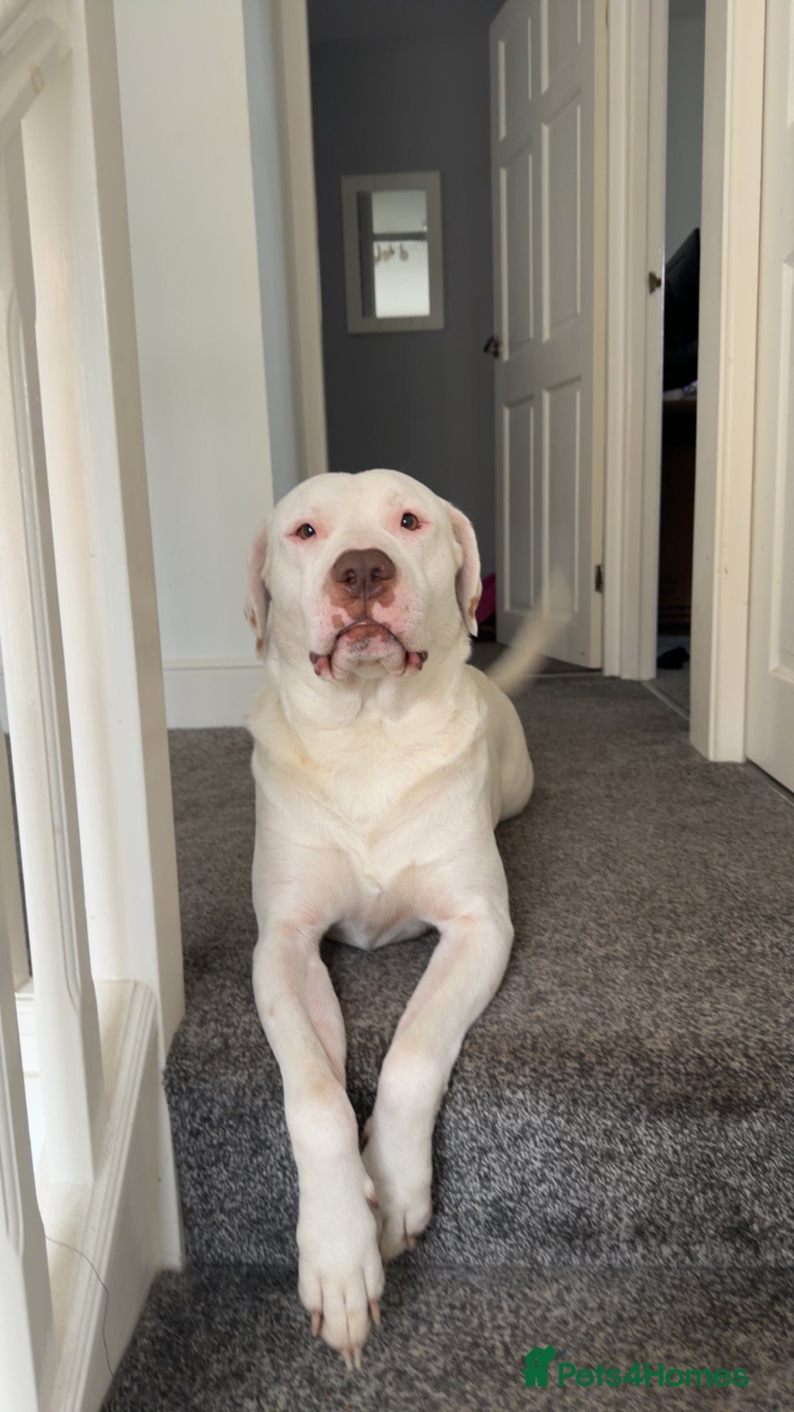 American Bulldog dogs Rehoming our Neo - Advert 2