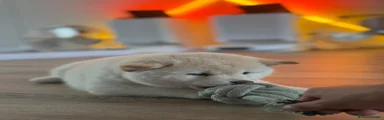 Japanese Shiba Inu Puppy 4