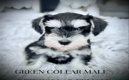 Miniature Schnauzer dogs for sale: ⭐️⭐️ ADORABLE MINI SCHNAUZER PUPS ⭐️⭐️ - Image 6