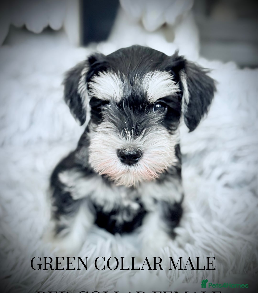 Miniature Schnauzer dogs for sale: ⭐️⭐️ ADORABLE MINI SCHNAUZER PUPS ⭐️⭐️ - Image 6
