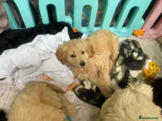 Goldendoodle dogs F1 golden doodles mini 3 available - Advert 1