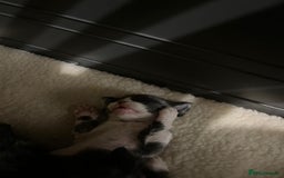 Devon Rex cats for sale: *SOLD*I am taking reservations for my next litter - Image 11
