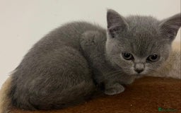 British Shorthair cats for sale: READY NOW!!Pedigree British Short Hair Kittens - Image 38