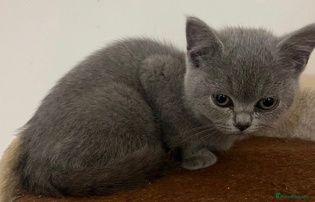British Shorthair cats for sale: READY NOW!!Pedigree British Short Hair Kittens - Image 38