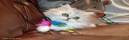 Persian cats for sale: Beautiful fluffy balls  - Advert 1