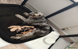 Cockapoo dogs for sale: Stunning F1B Merle Cockapoo Puppies!!!! - Image 38