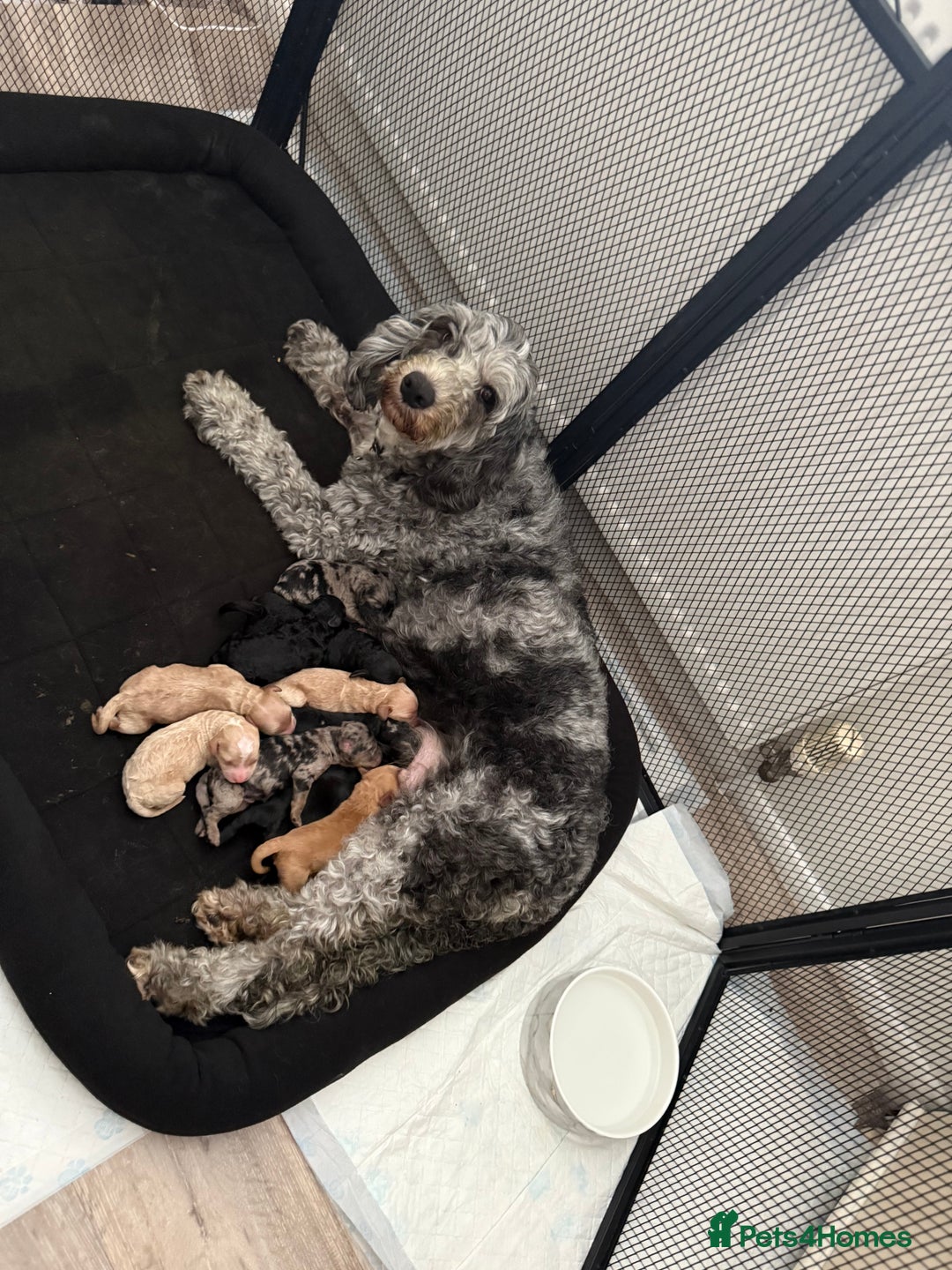 Cockapoo dogs for sale: Stunning F1B Merle Cockapoo Puppies!!!! - Image 38